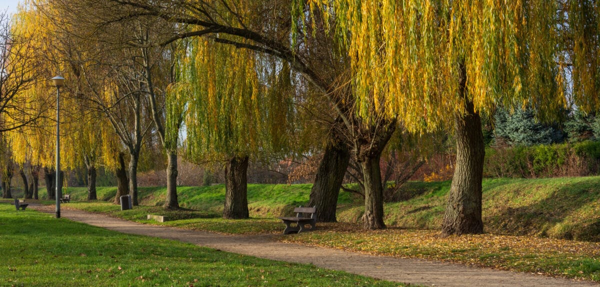 Utrzymanie terenów zielonych i zadrzewienia