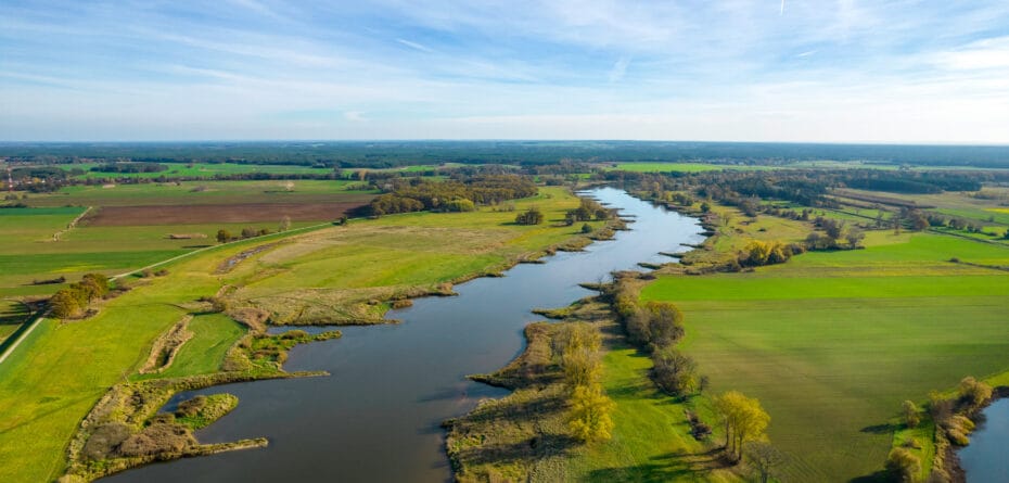 Złota alga, rzeka odra