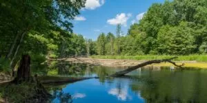 Zielonogórski Las Odrzański – powstał największy rezerwat w woj. lubuskim