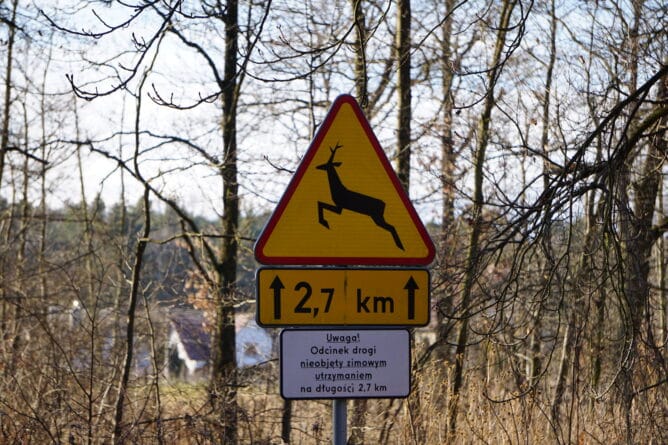 Kolizja z dzikim zwierzęciem