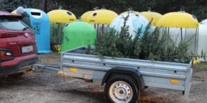 Co zrobić z żywą choinką po świętach? Pójście na skróty to 500 zł kary