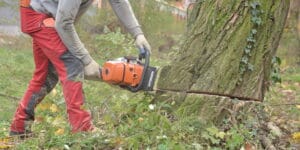 Czy to ostatni dzwonek na porządki w&nbsp;ogrodzie? Od 1&nbsp;marca ryzyko otrzymania kary drastycznie wzrasta