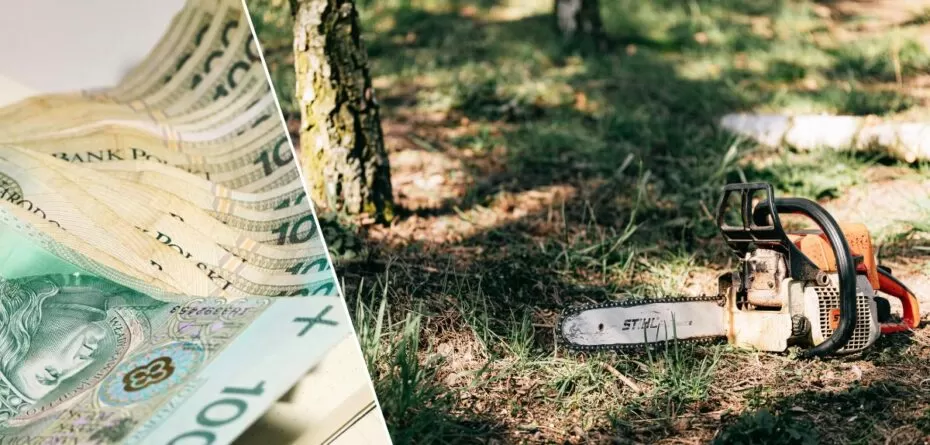 Nawet 50 000 zł kary za wycinkę drzewa na własnej działce. Kiedy potrzebna jest zgoda?