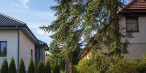 Drzewa przy granicy działki. Cień rośnie. Spór też