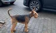 Pozostawienie psa pod sklepem: czy grozi za to mandat?