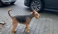Pozostawienie psa pod sklepem: czy grozi za to mandat?