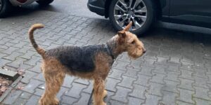 Pozostawienie psa pod sklepem: czy grozi za to mandat?