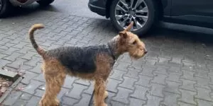 Pozostawienie psa pod sklepem: czy grozi za to mandat?