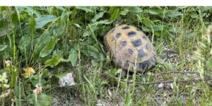 Adopcja zwierzęcia egzotycznego. Oto druga część naszego poradnika