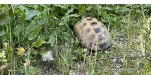 Adopcja zwierzęcia egzotycznego. Oto druga część naszego poradnika